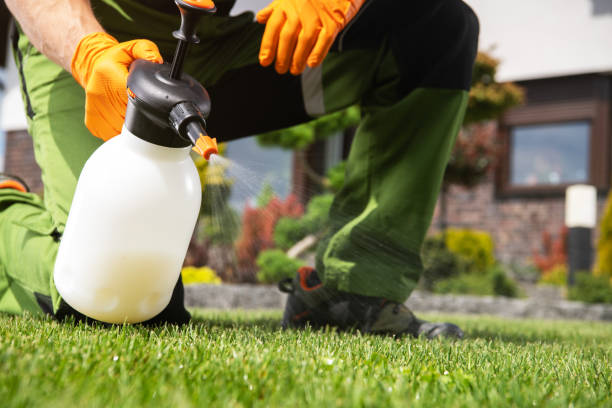 Best Flea Control Services  in Choteau, MT