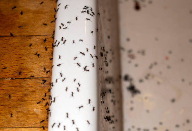 Best Pest Prevention Services  in Choteau, MT
