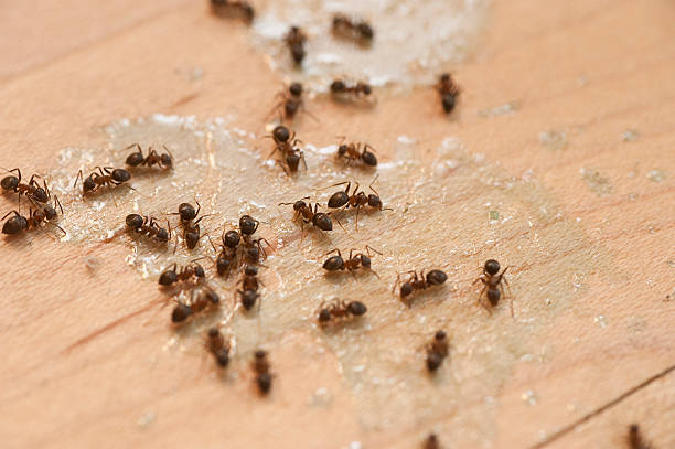 Best Wildlife Control Services  in Choteau, MT