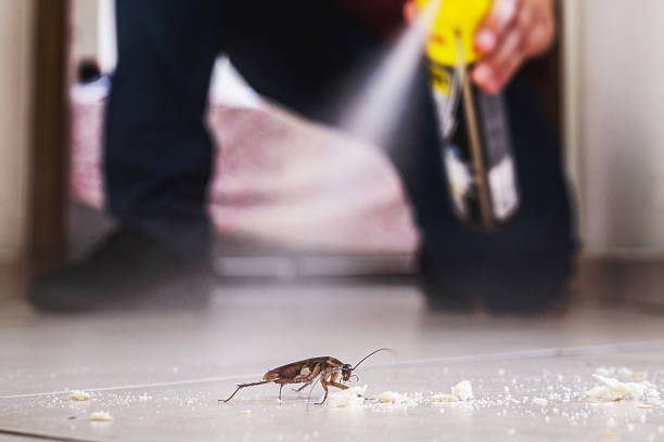 Best Wasp Removal Services  in Choteau, MT